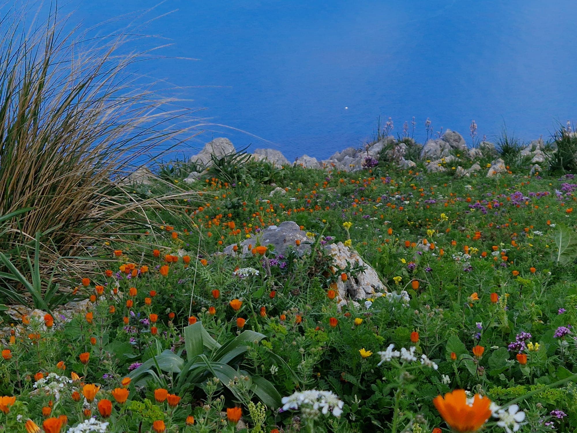 Fiori di campo di fronte al mare